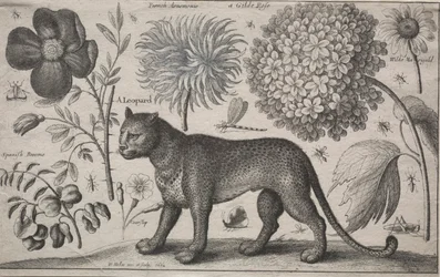 Animals and Plants: Leopard with Plants and Insects, 1662