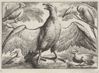 Eagle (Various Birds)