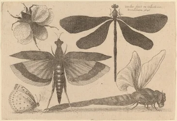 Dragonflies, a Bumble-Bee, and a Butterfly