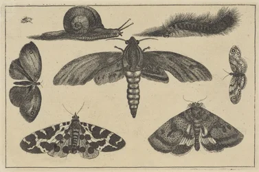 Three Moths, Butterflies, Beetle, Snail, and Caterpillar