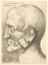 Ecorche head of a man in profile to left