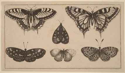 Five Butterflies and a Moth