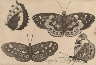 Four Butterflies, 1646
