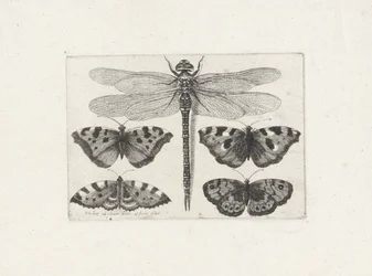 Dragonfly and Four Butterflies