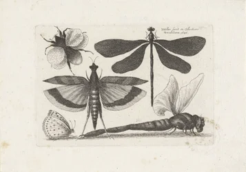 Dragonflies, Butterfly, and a Bumblebee
