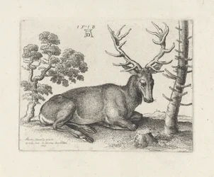 Lying Deer, Facing Right