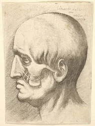 Male head in profile to left with muscles exposed, 1660