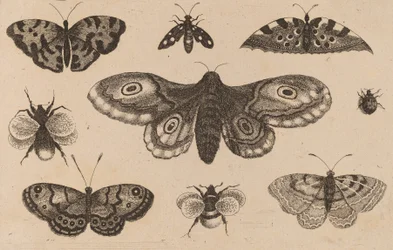 Moth, Butterflies, and Bees