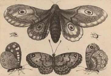 Moth, Three Butterflies, and Two Beetles, 1646