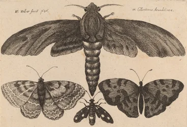 Moth and Three Butterflies