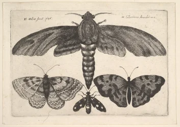 Moth and Three Butterflies