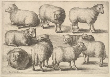 Nine Sheep