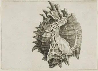 Pink-Mouth Murex (phyllonotus erythrostomus)