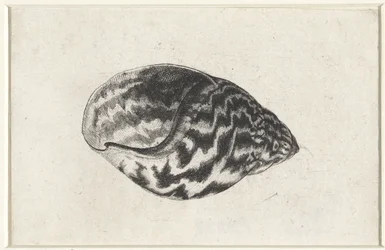 Shell, Achatina Achatina, Shells (series title)