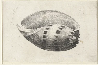 Shell, Melo Amphora