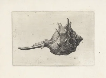 Shell, Murex Brevispina