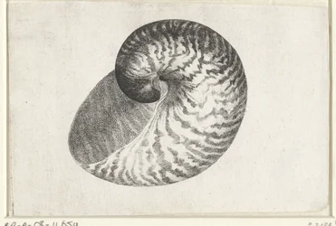 Shell, Nautilus Pompilius