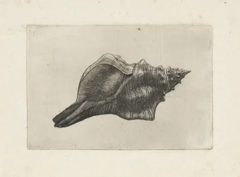 Shell, Pleuroploca Trapezium
