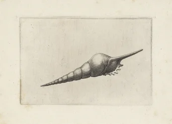 Shell, Tibia Fusus Melanocheilus