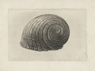 Shell, Tonna Galea