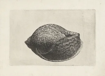 Shell, Tonna Perdix (Shells)