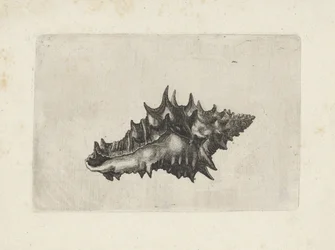 Shell, Vasum Ceramicum (Shells)