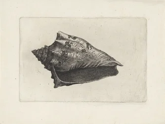 Shell, Voluta Ebraea
