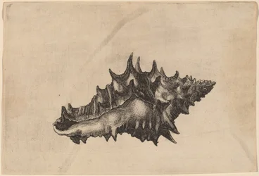 Shell