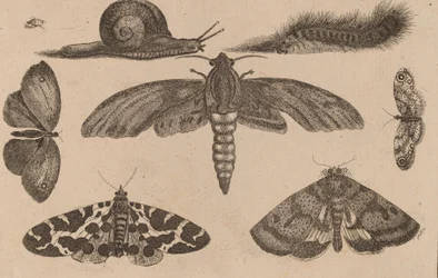 Six Insects, a Caterpillar, and a Snail