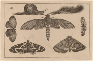 Six Insects, a Caterpillar, and a Snail