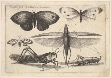Six Insects