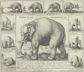 Tame Elephant