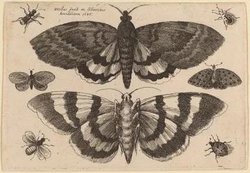 Two Moths and Six Insects