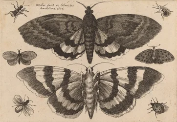 Two Moths and Six Insects