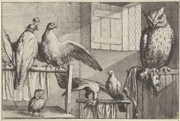 Falcons and owls in a barn (Various Birds series)
