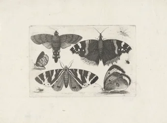 Four Butterflies, a Moth, Two Beetles, and a Fly