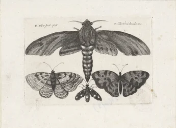 Butterflies and a Moth (Insects series)
