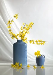 Yellow Blooms In Blue Vases