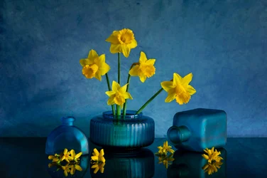 Yellow Daffodils Blue Vases