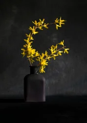 Yellow Forsythia Vase