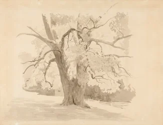 Base of an Old Deciduous Tree