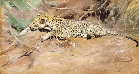 A Leopard