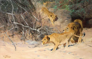 A Pride of Lions on the Prowl