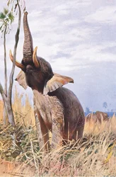 African Elephant, illustration from Wildlife of the World, c.1910