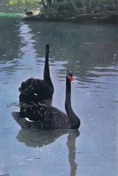 Black Swan, illustration from Wildlife of the World, c.1910