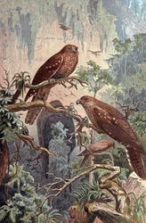 Cave Guacharo (illustration)
