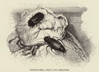 Cockroaches, Adult and Immature