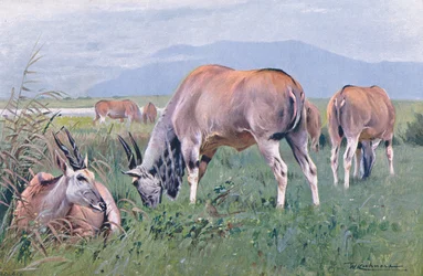 Eland, illustration from Wildlife of the World, c.1910