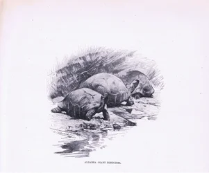 Giant Tortoises, illustration from Wildlife of the World, c.1910