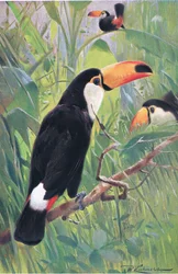 Giant Toucan